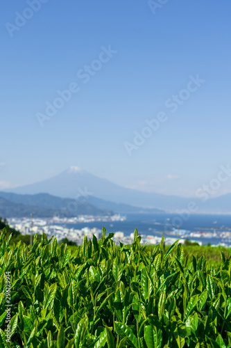Fuji and green tea farm in vertical   green tea  foreground against blue sky harbor bay with Fuji mountain view background   Shizuoka Japan.