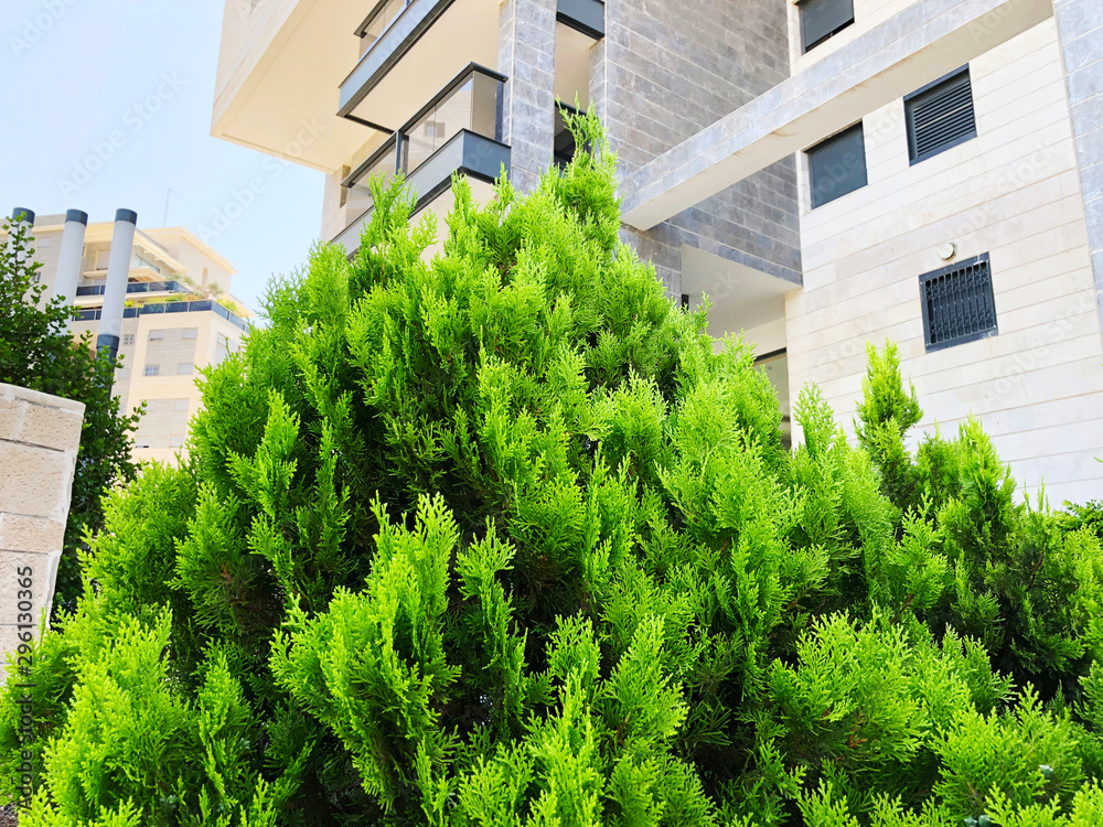 Cypress in pot, Coniferous trees street on background