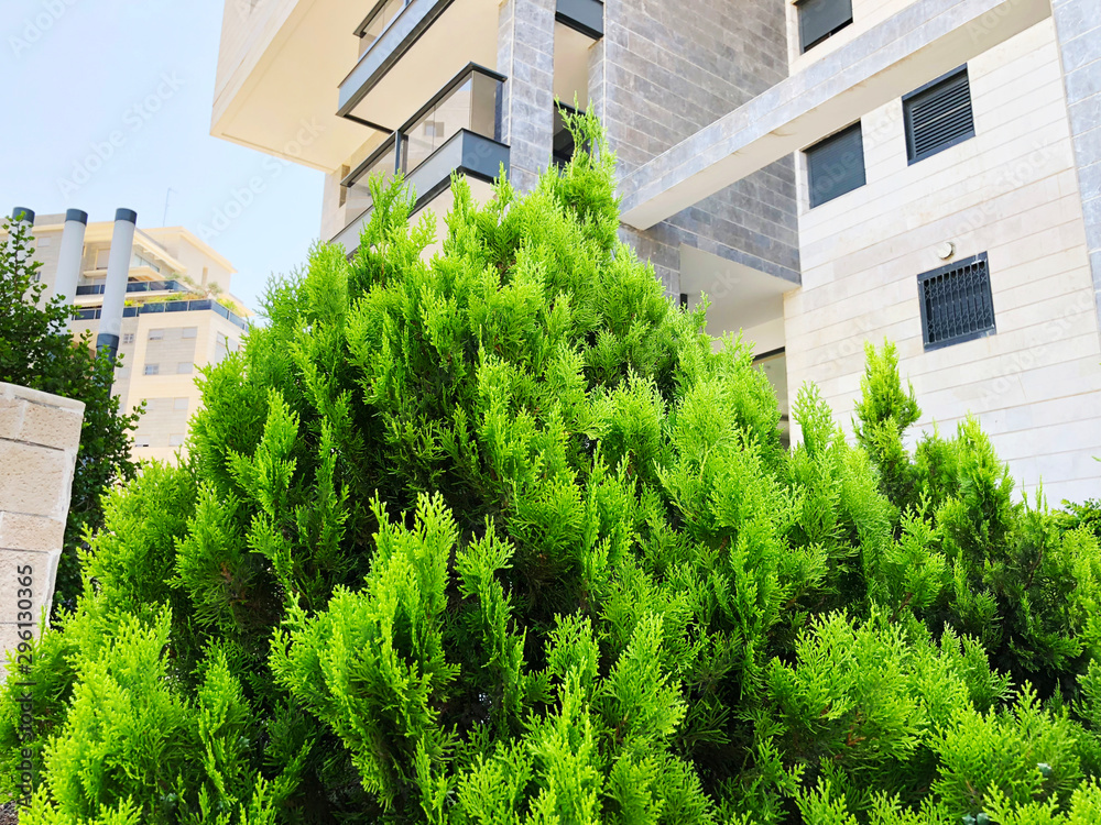 Cypress in pot, Coniferous trees street on background Cypress in pot, Coniferous trees street on background