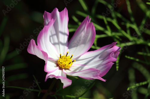 Cosmos flowers have large white petals with deep pink edges