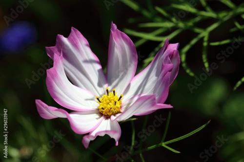 Cosmos Sensation Picotee Flower in the colors white and pink-red