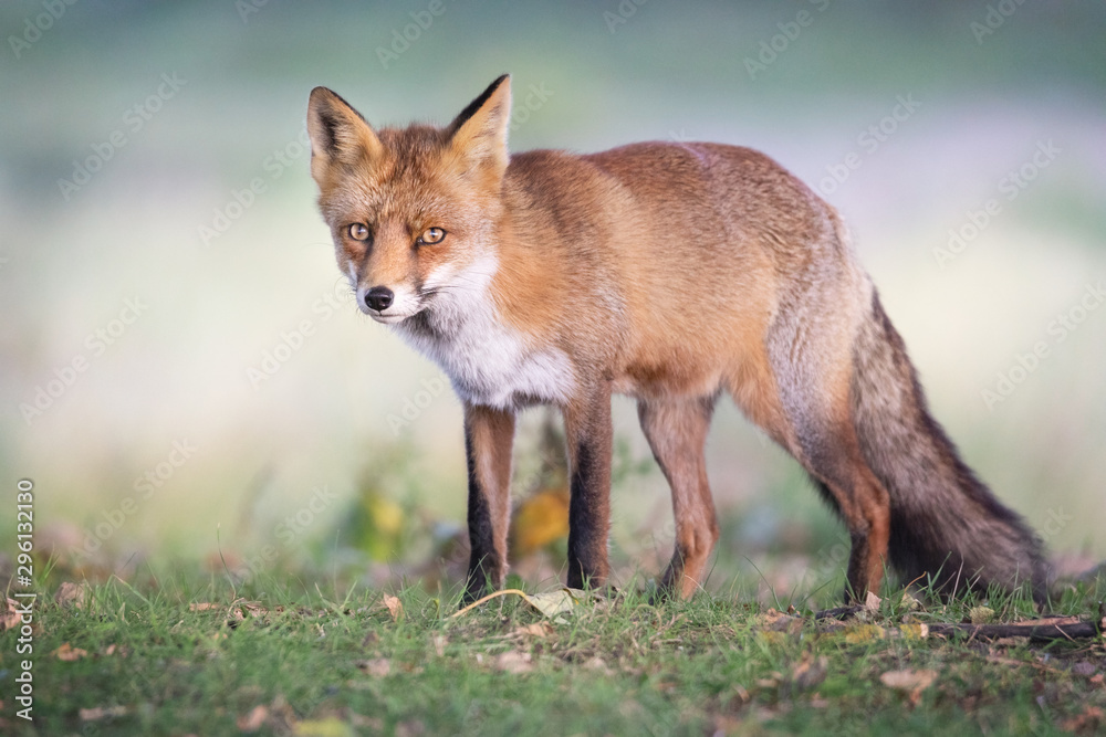 Rotfuchs in der Wildnis, Wildlife und Natur Rotfuchs in der Wildnis, Wildlife und Natur