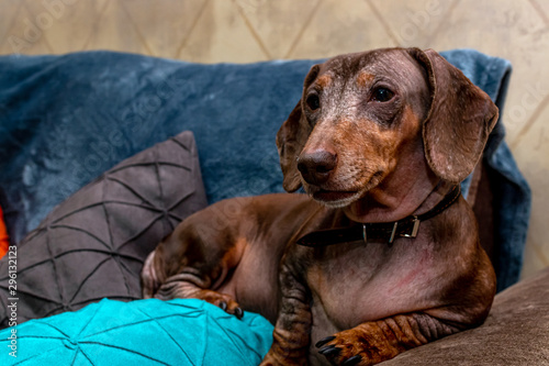 Cute male dachshund dog close up indoors shot. © belart84