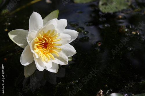 white water lily