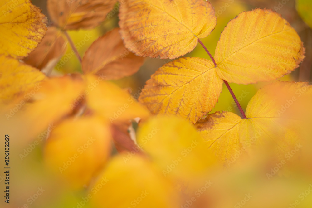 Blurred autumn yellow leaves at tree background. Fall background, close-up Blurred autumn yellow leaves at tree background. Fall background, close-up