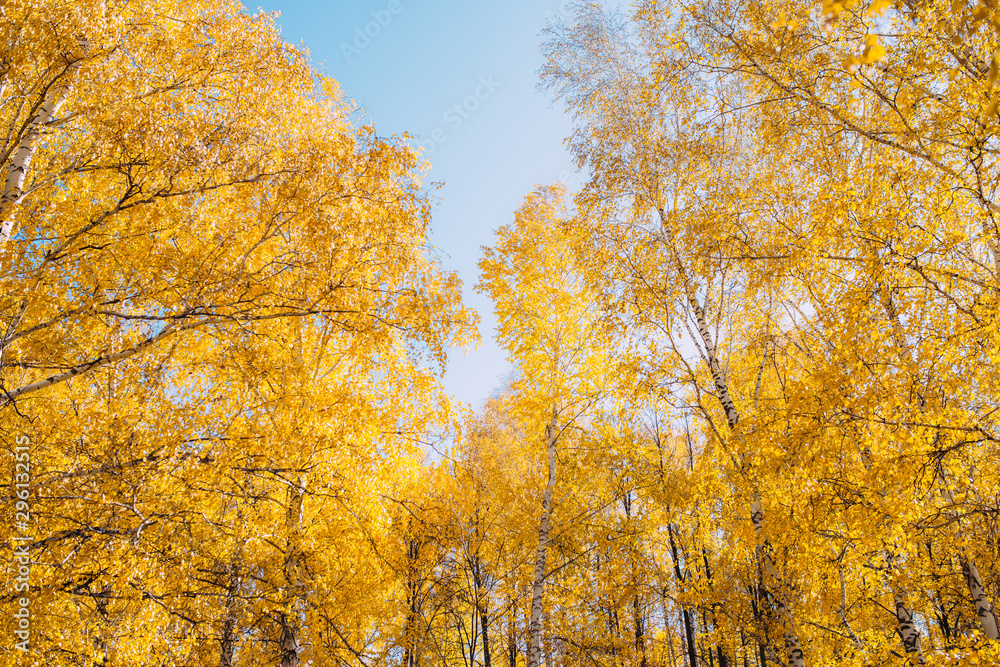Autumn landscape in the forest. Beautiful yellow birch trees in the fall. October nature Autumn landscape in the forest. Beautiful yellow birch trees in the fall. October nature