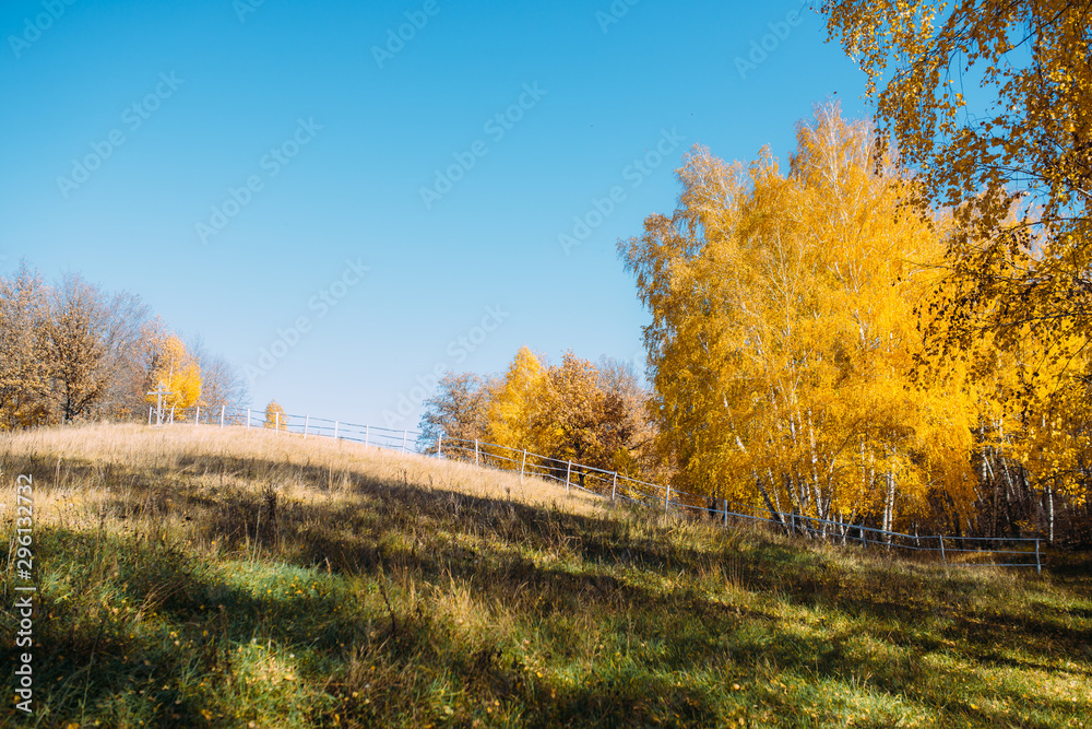 Autumn landscape in the forest. Beautiful yellow birch trees in the fall. October nature