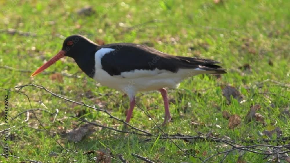 Eurasian oystercatcher or Haematopus ostralegus, searching for food from the grass in spring time. Zoomed SLOWMOTION shot. Eurasian oystercatcher or Haematopus ostralegus, searching for food from the grass in spring time. Zoomed SLOWMOTION shot.