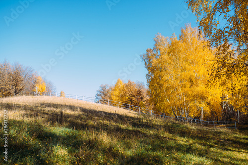 Autumn landscape in the forest. Beautiful yellow birch trees in the fall. October nature
