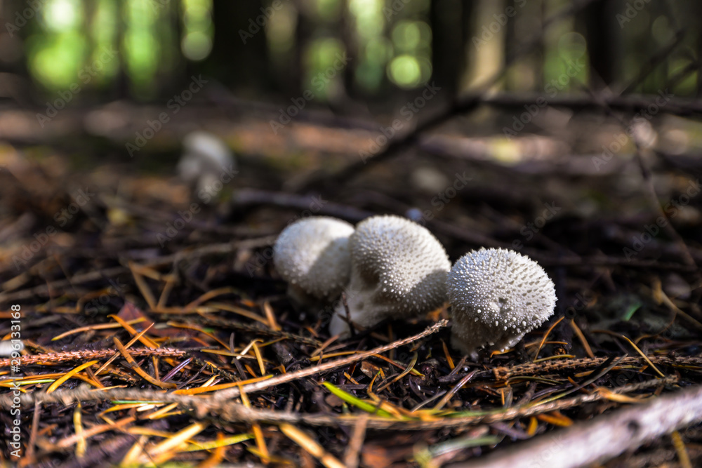 Obraz premium Wild mushrooming picking