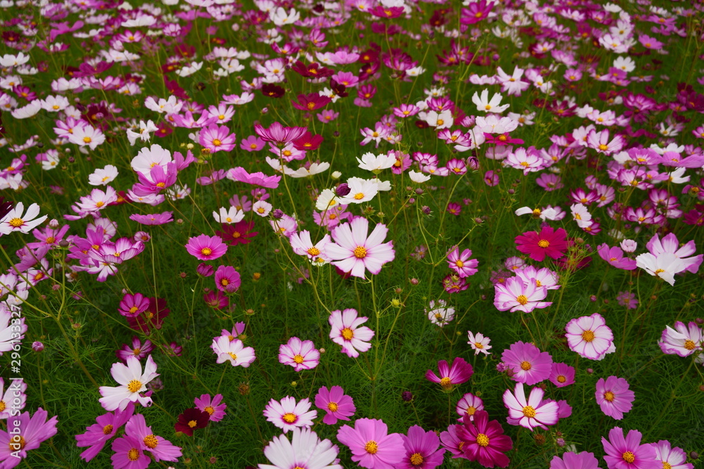 Naklejka premium コスモス