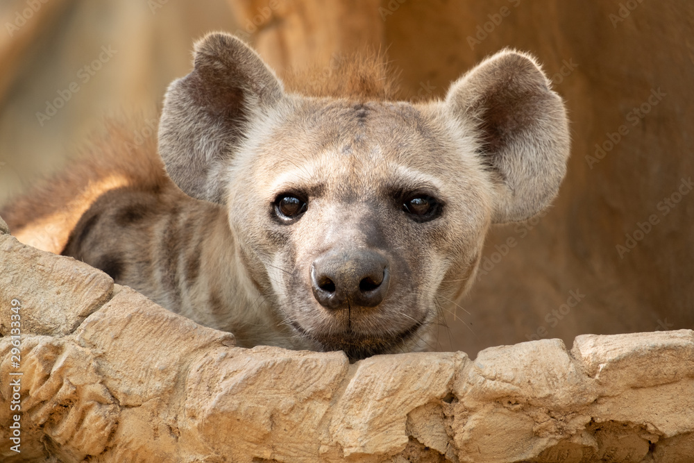hyena hyena