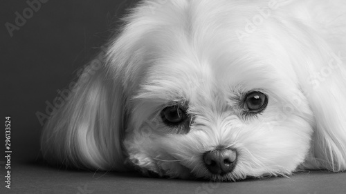Quadro su tela Maltese Portrait