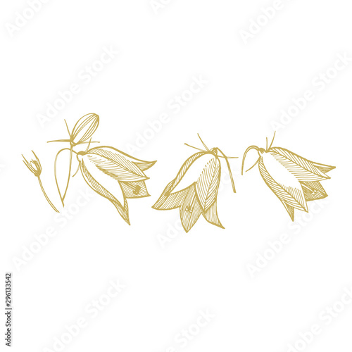 Bellflower blossoms, leaves and bouquets set. Natural summer, spring meadow plants monochrome. Floral natural illustration for poster, textile decoration. Botanical plant illustration