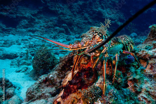 Lobster Portrait