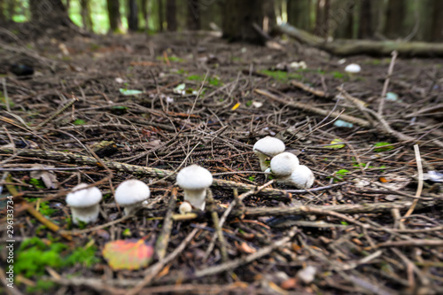 Wild mushrooming picking