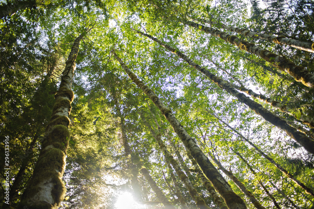 Obraz premium tall trees in forest