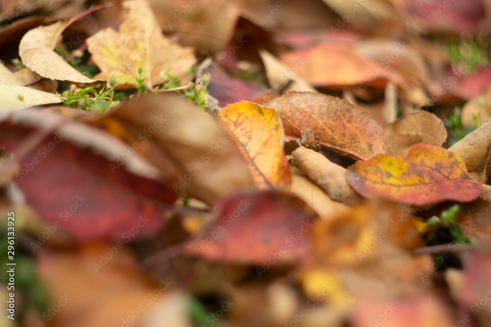 Blurred autumn yellow and red leaves at the ground with green grass background. Fall background, close-up Blurred autumn yellow and red leaves at the ground with green grass background. Fall background, close-up