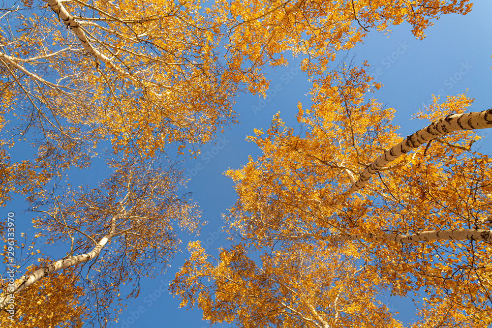 Fototapeta premium Autumn yellow leaves on branches against blue sky. bottom view.