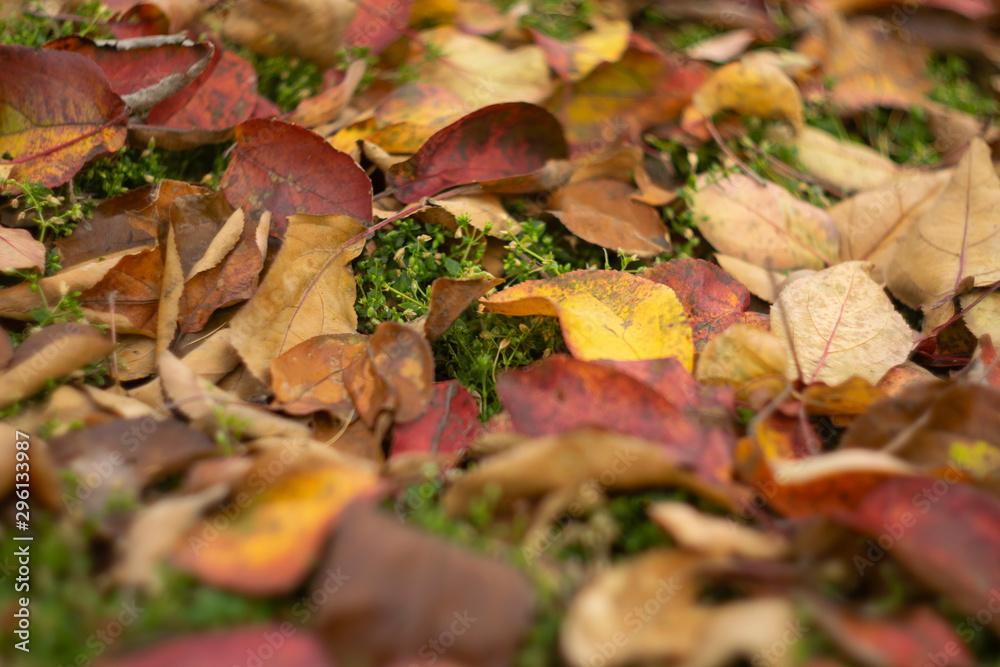 Blurred autumn yellow and red leaves at the ground with green grass background. Fall background, close-up Blurred autumn yellow and red leaves at the ground with green grass background. Fall background, close-up