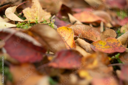 Blurred autumn yellow and red leaves at the ground with green grass background. Fall background, close-up