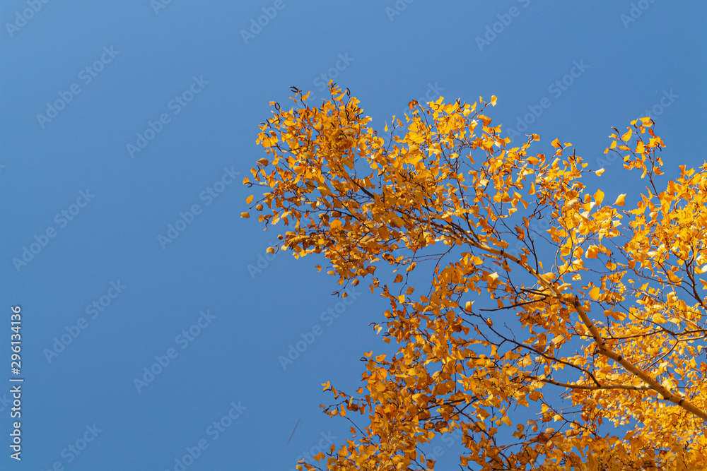 Autumn yellow leaves on branches against blue sky. bottom view. Autumn yellow leaves on branches against blue sky. bottom view.