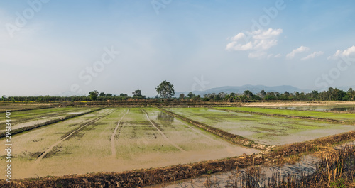 Typical rice field and local soil road in Chiang Rai, Thailand. Farm land scenic North of Thailand.