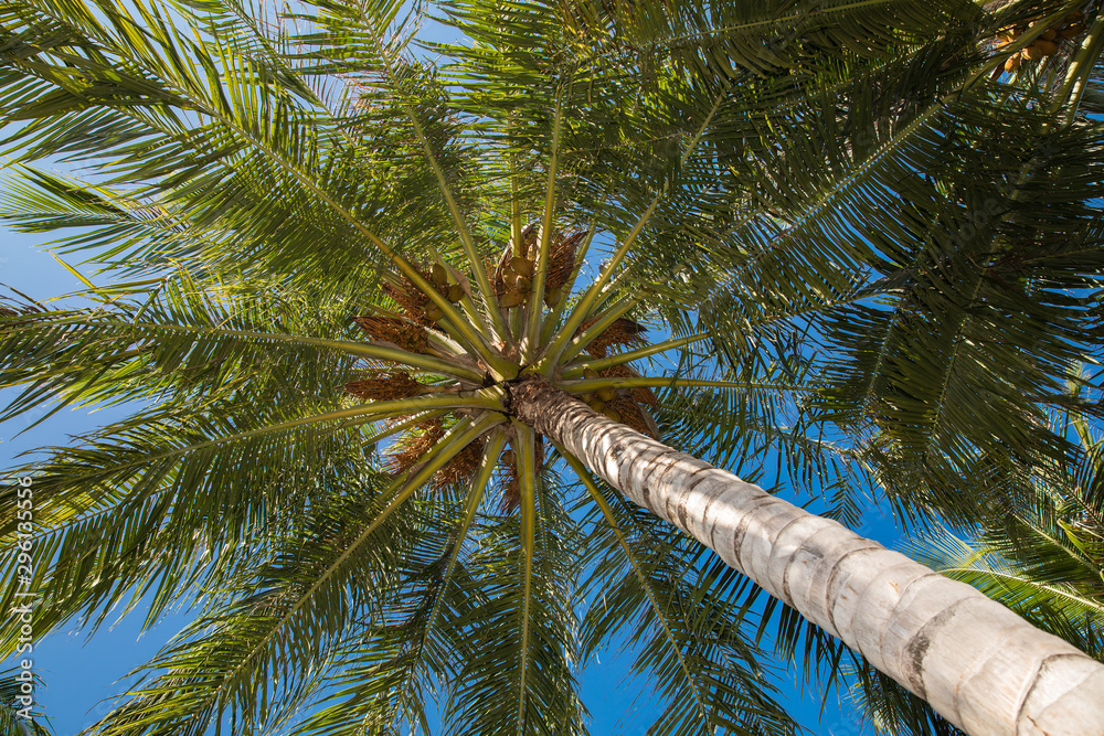 Naklejka premium Coconut palm with fresh fruits