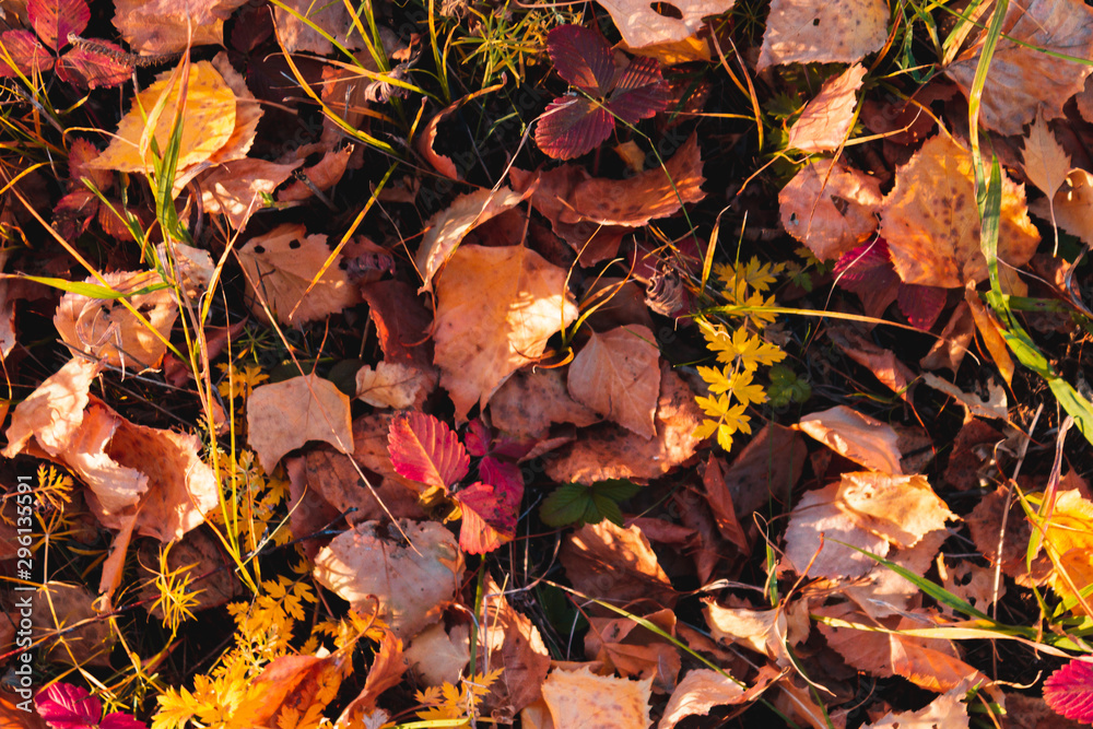 Fototapeta premium Autumn fallen leaves. October. November.