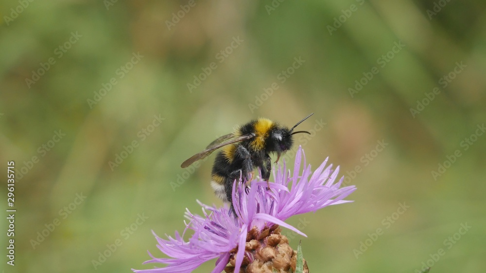Bumblebee eats nectar on a meadow cornflower. Bumblebee eats nectar on a meadow cornflower.