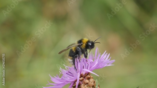  Bumblebee eats nectar on a meadow cornflower. © Rbizon