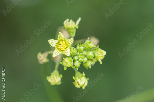  flowers of a white bryony a climbing poisonous plant. Creeper plant Bryonia alba at the time of flowering. yellow little flower (Bryonia alba) in garden photo