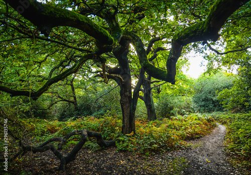 Canvas-taulu Epping forest in London