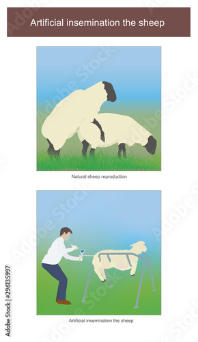 Artificial insemination in sheep. The breed of sheep in addition to natural breeding. Able to use artificial insemination methods from livestock experts. Illustration.