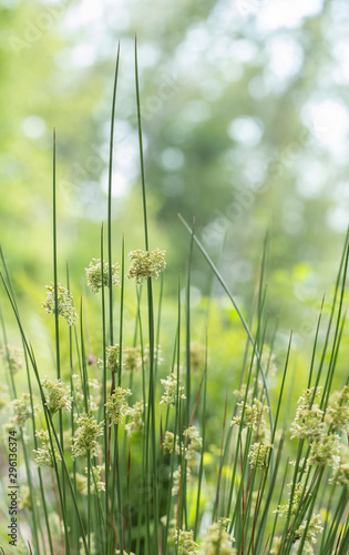 Juncus effusus plant of the family Juncaceae, in nature, selective focus, blurred background photo