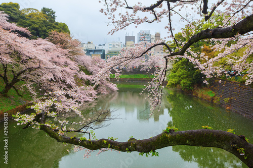 Beautiful sakura cherry blossom under raining at Chidorigafuchi park, Tokyo, Japan