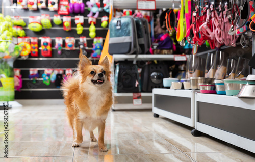 Obraz na płótnie Little cute puppy walking in pet shop