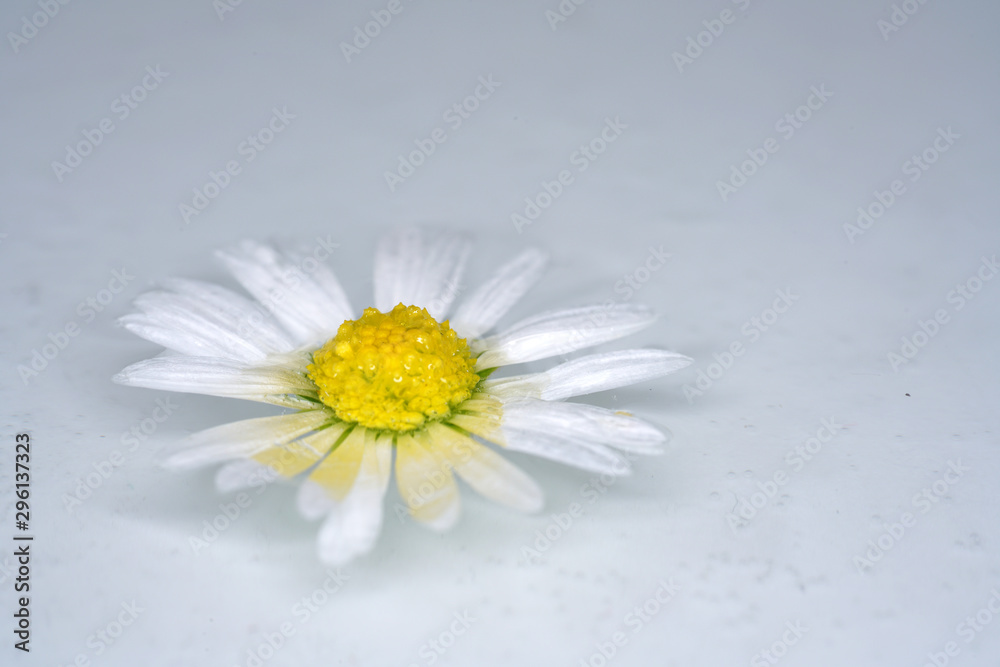Daisy with pencil for painting and drawing perfect Daisy with pencil for painting and drawing perfect