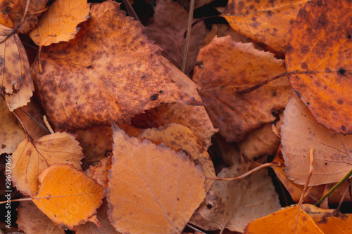 Autumn fallen leaves. October. November.