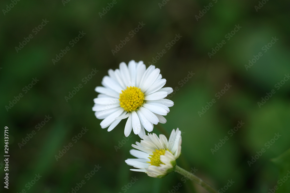 Daisy with pencil for painting and drawing perfect Daisy with pencil for painting and drawing perfect