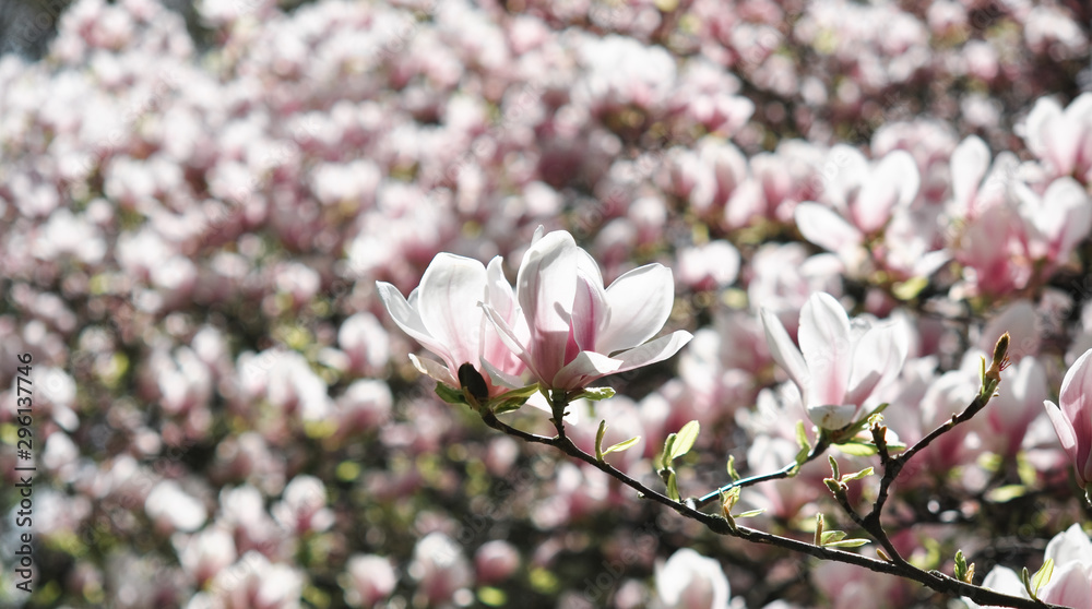 Obraz premium Spring magnolia