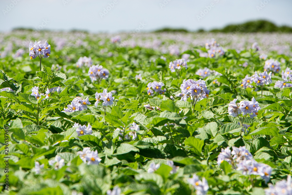 Flowers of potatoes plants in a field in brittany Flowers of potatoes plants in a field in brittany
