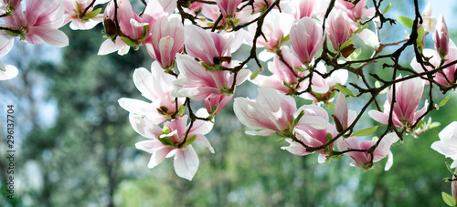 Magnolia tree in spring