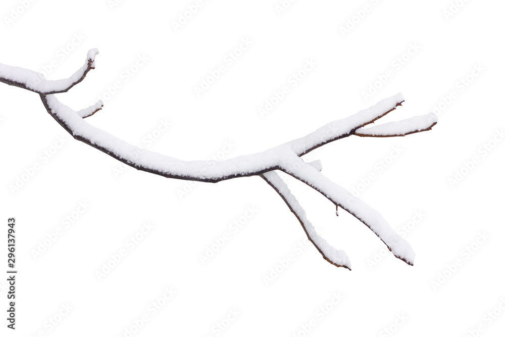 tree branch in snow isolated on white background tree branch in snow isolated on white background