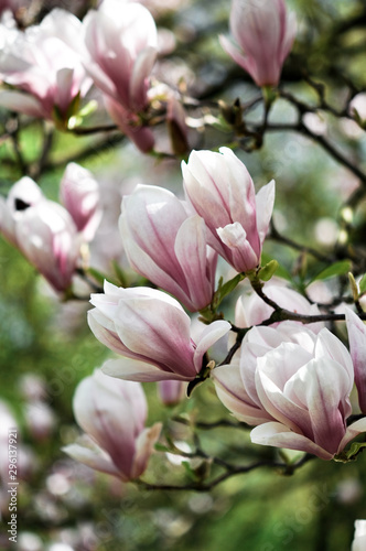 Magnolia. Spring garden