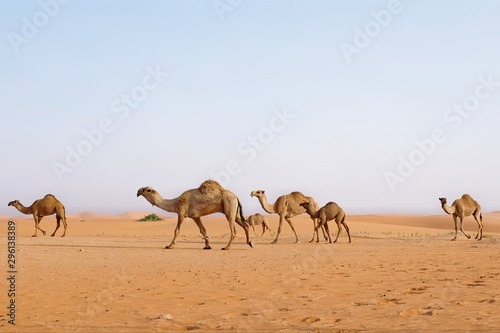 A Family of Arabian camels walking in the desert. Riyadh, Saudi Arabia