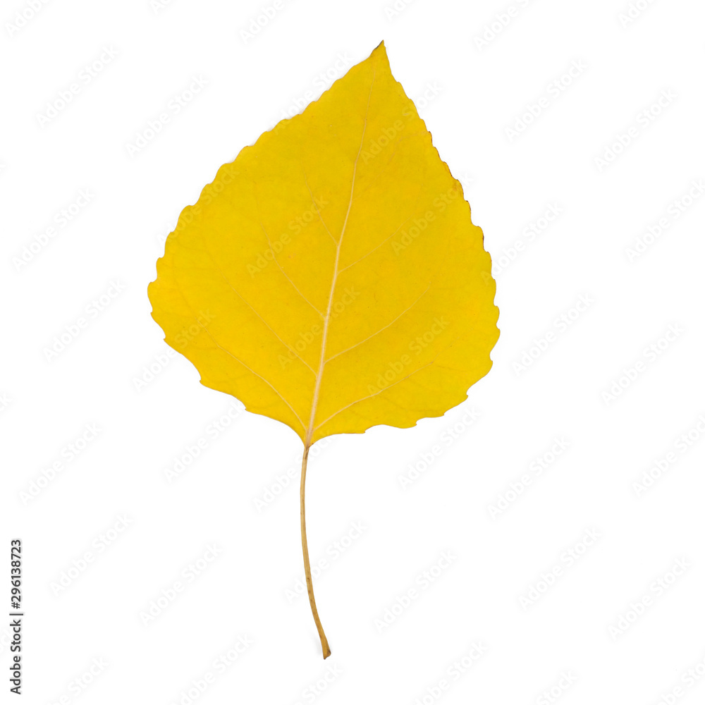 Bright yellow autumn leaf on a white isolated background Bright yellow autumn leaf on a white isolated background