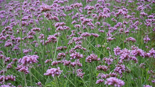 field of pink flowers