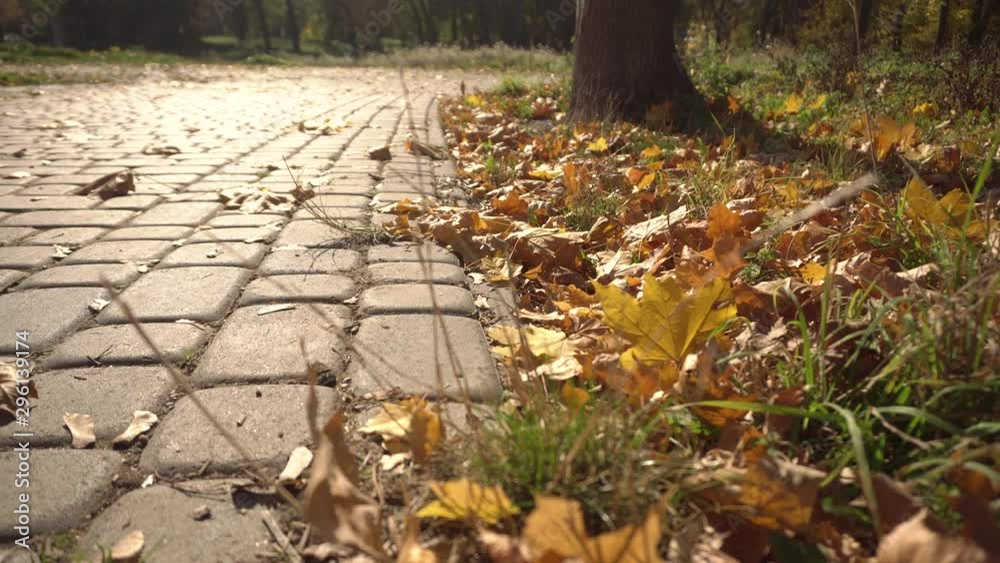  autumn leaves on the pavers in the park