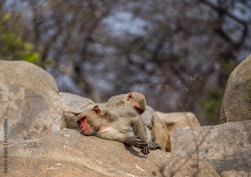 monkey pair lounging on the rocks